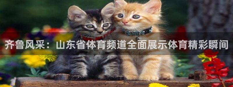178篮球免费直播nba：齐鲁风采：山东省体育频道全面展示体育精彩瞬间